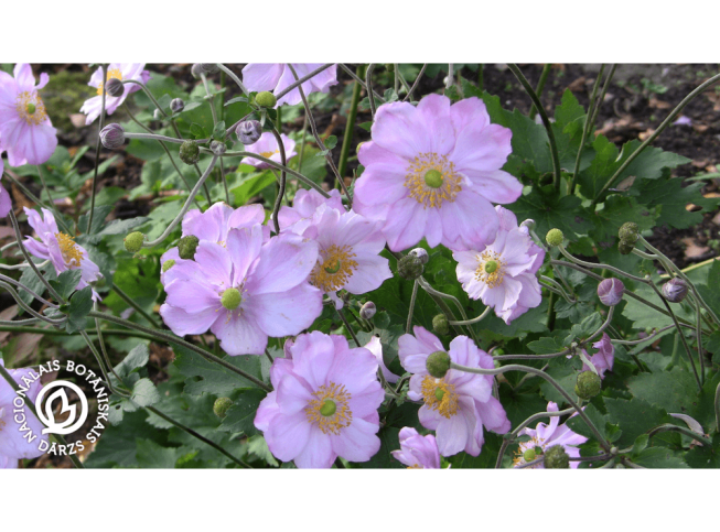 Anemone × hybrida   'Königin Charlotte'
